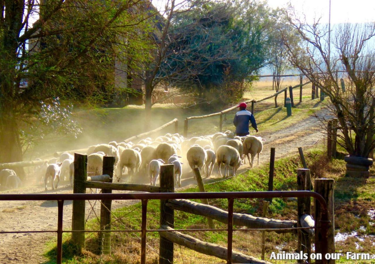Ardmore Guest Farm Champagne Valley المظهر الخارجي الصورة